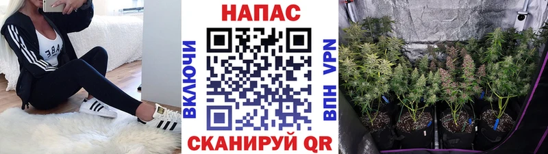 Конопля сатива Коряжма